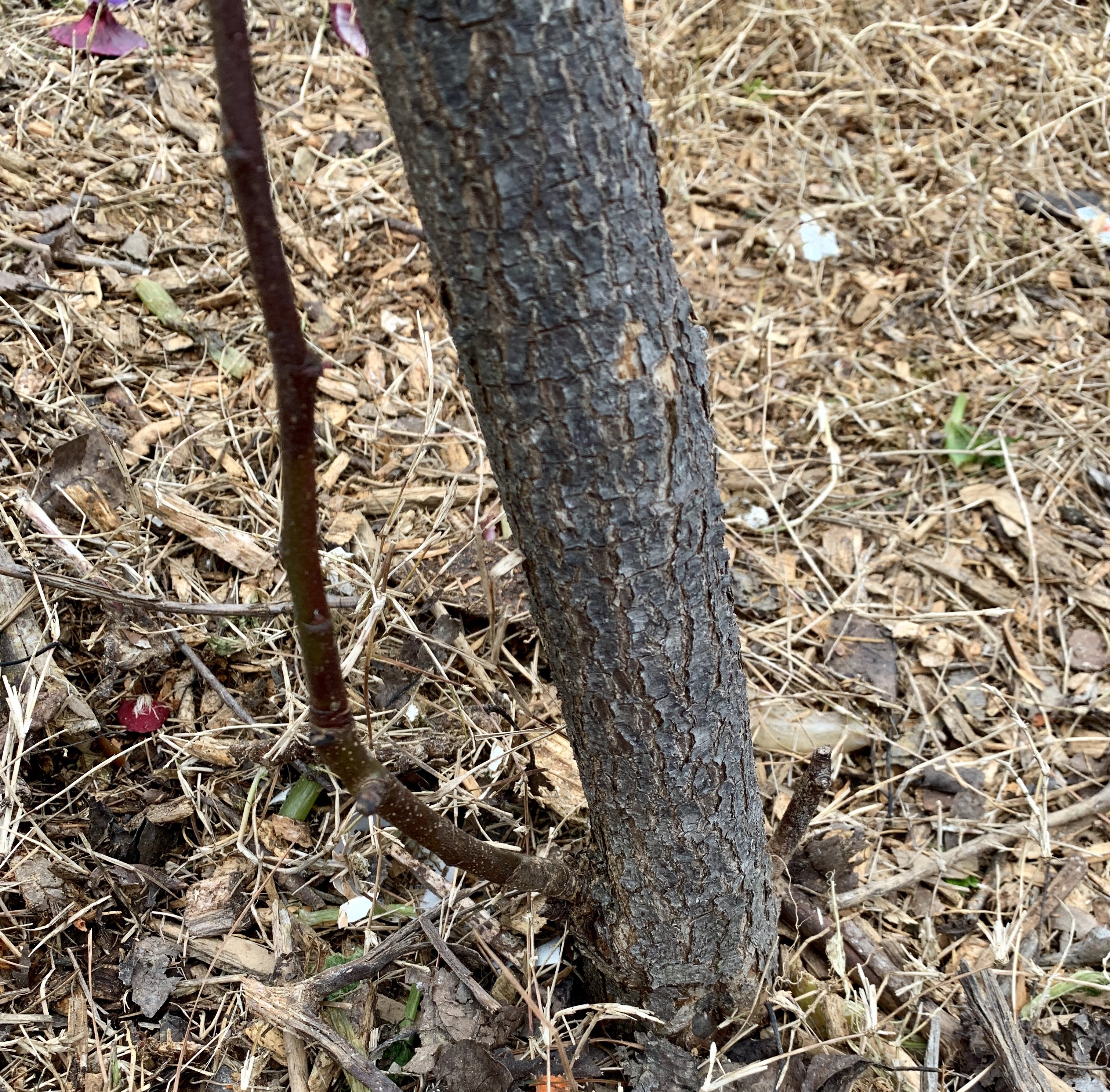 sucker trim
